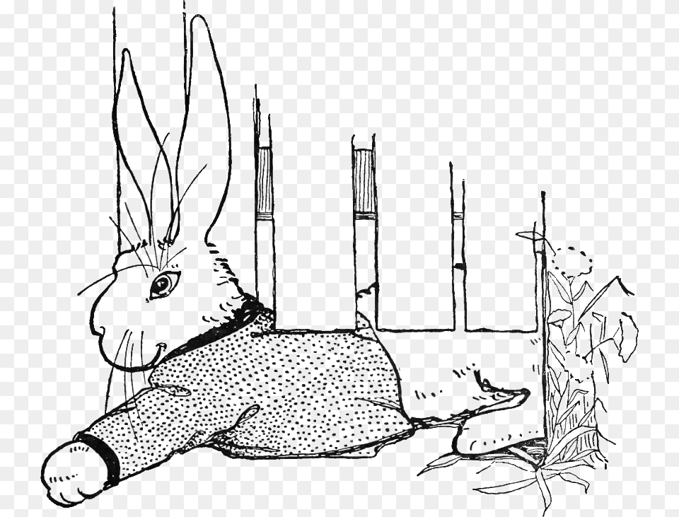 Peter Rabbit Albert 19 Domestic Rabbit, Art, Drawing Free Transparent Png