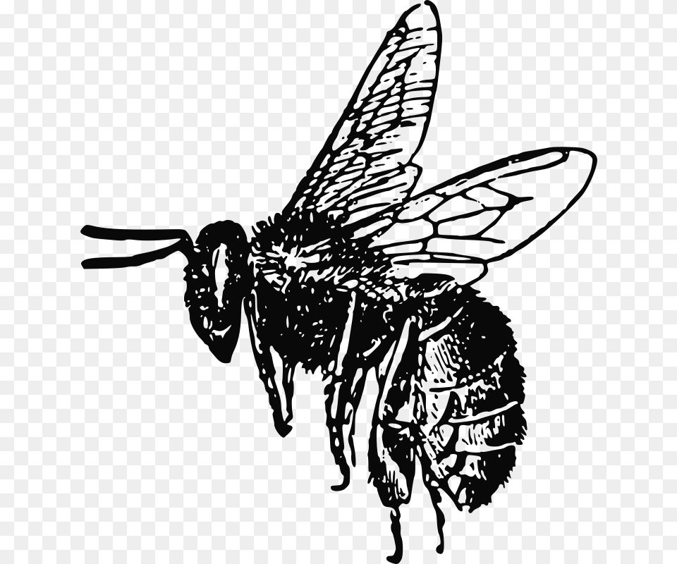 Peterm Bee, Animal, Insect, Invertebrate, Wasp Png