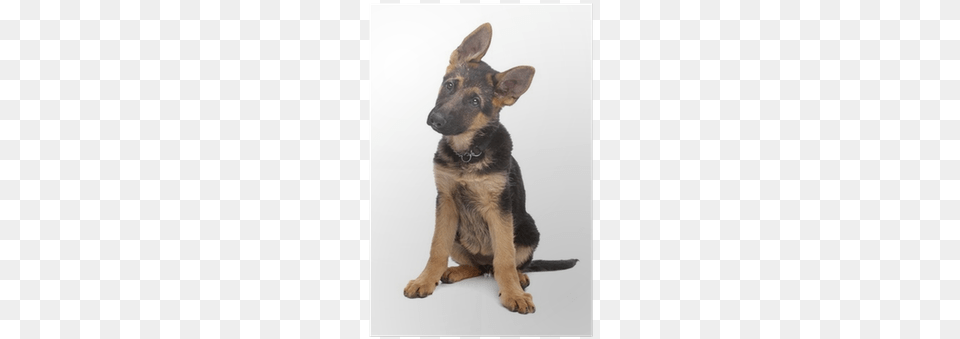 Petit Nom Pour Chien, Animal, Canine, Dog, German Shepherd Free Png