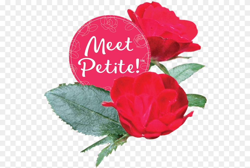 Petiteko Bloom2 Circle Garden Roses, Flower, Petal, Plant, Rose Free Png