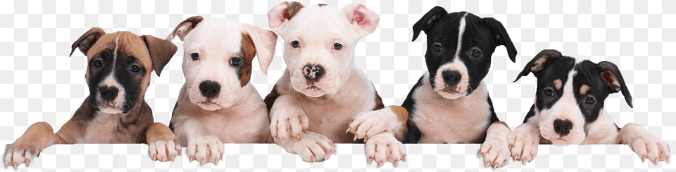 Petland Naperville Puppy Package Value Puppies, Animal, Boxer, Bulldog, Canine Free Transparent Png