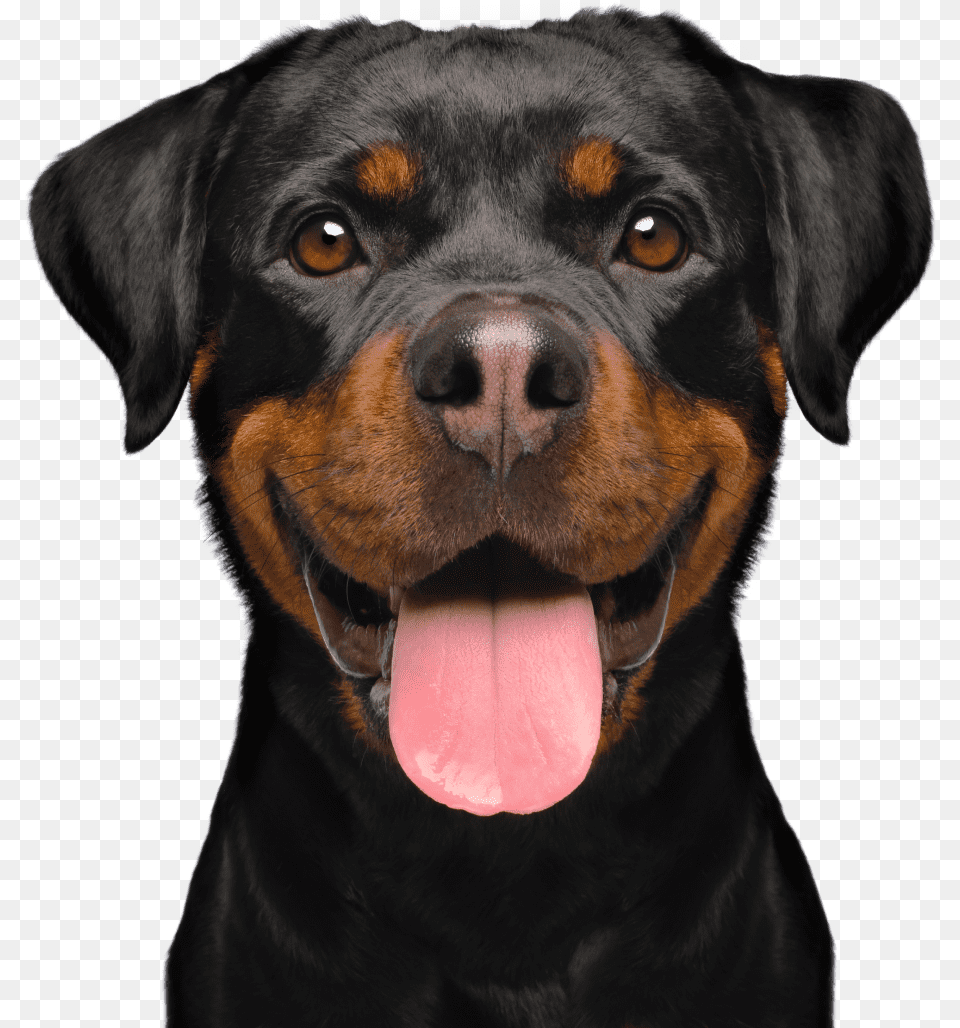 Petplan Pet Insurance Pet Plan, Animal, Canine, Dog, Mammal Free Png