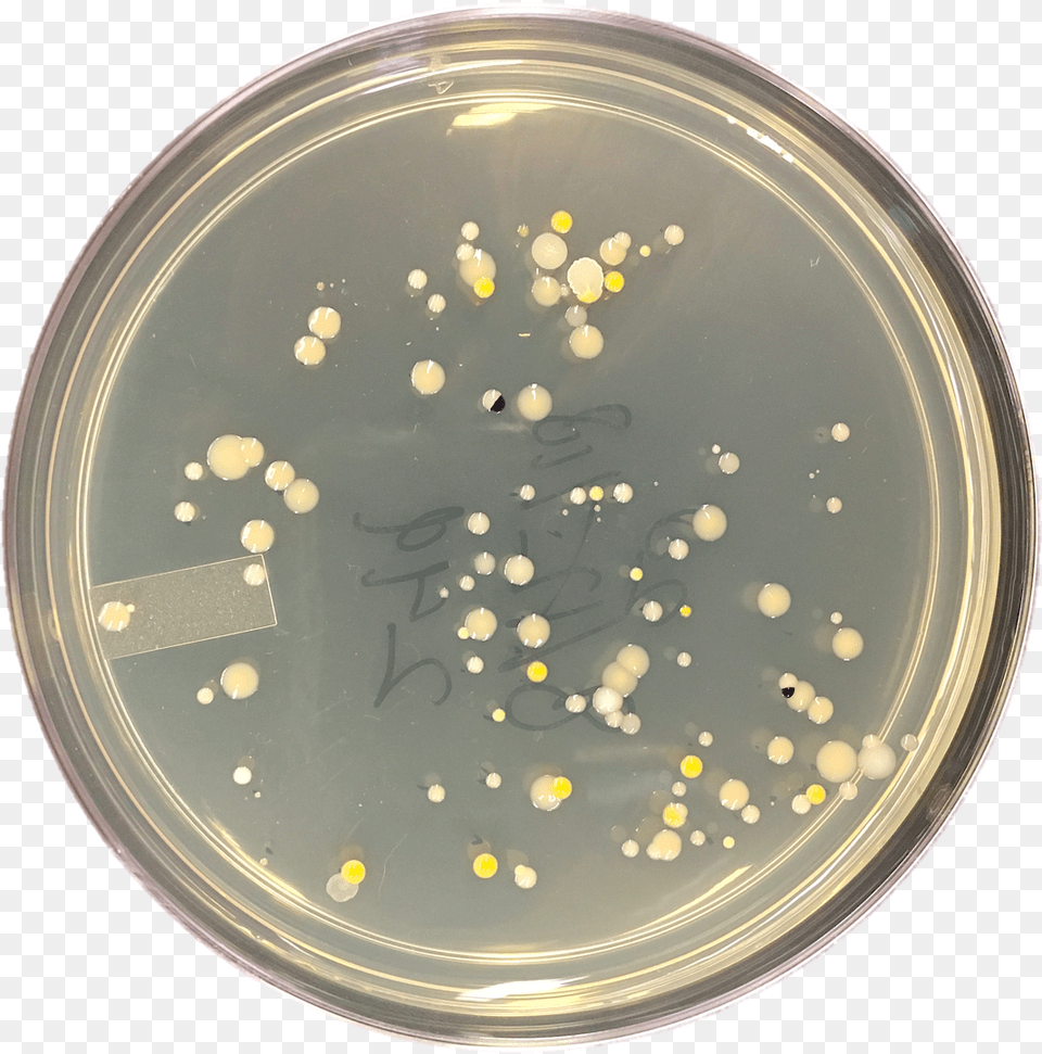 Petri Dish Free Png