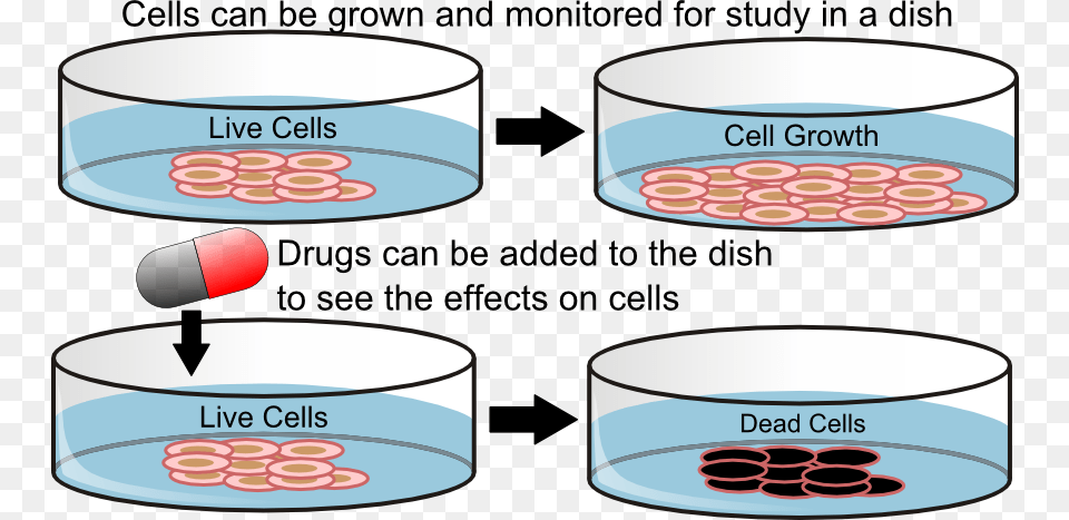 Petri Dish Cancer Cell In Vitro, Cup, Face, Head, Person Png Image