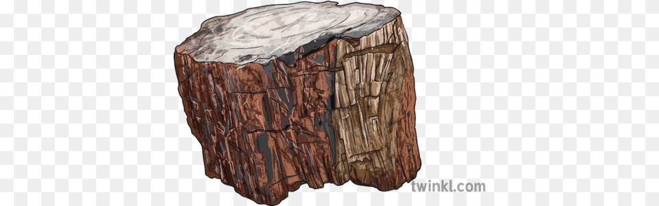Petrified Wood Fossil Stone Tree Bark Petrified Wood Tree Bark, Plant, Tree Stump, Tree Trunk Free Transparent Png