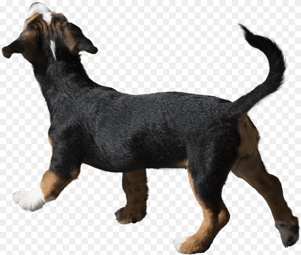 Pets Free Png