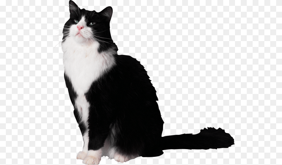 Pets, Animal, Cat, Mammal, Manx Free Transparent Png