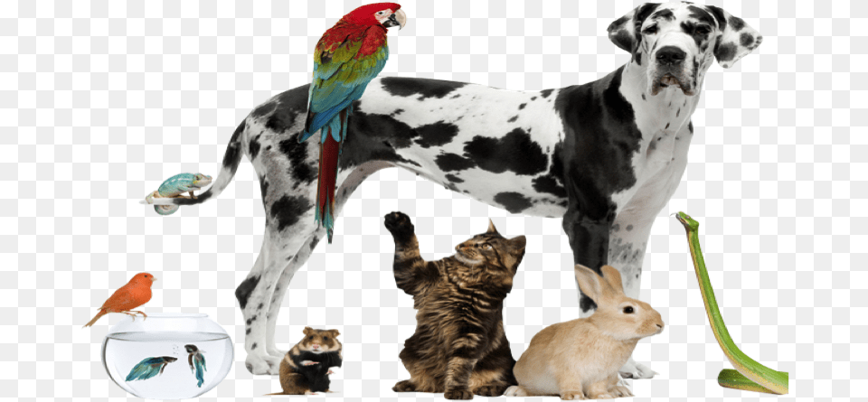 Pets All Pets, Animal, Bird, Cat, Mammal Free Png