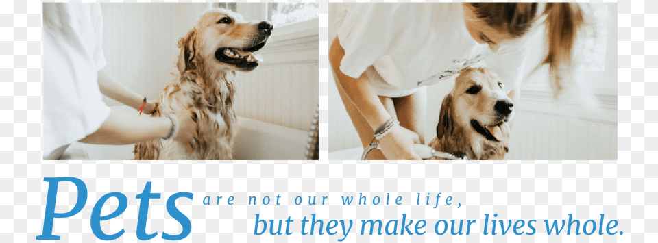 Pets Are Not Our Whole Life But They Make Our Lives, Adult, Person, Woman, Female Free Transparent Png