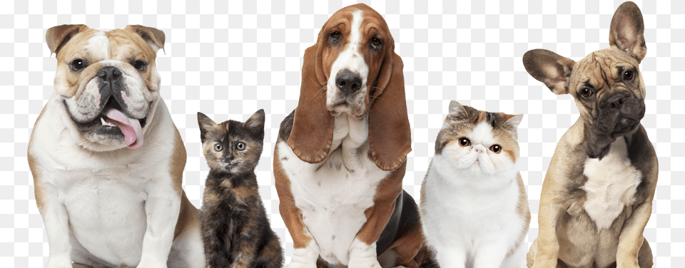 Pets Cats And Dogs, Animal, Canine, Dog, Mammal Png