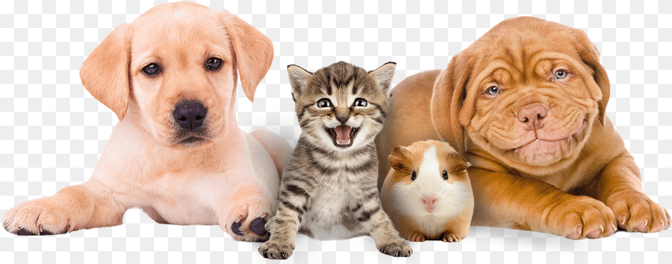 Pets Doctor, Animal, Canine, Dog, Mammal Free Transparent Png