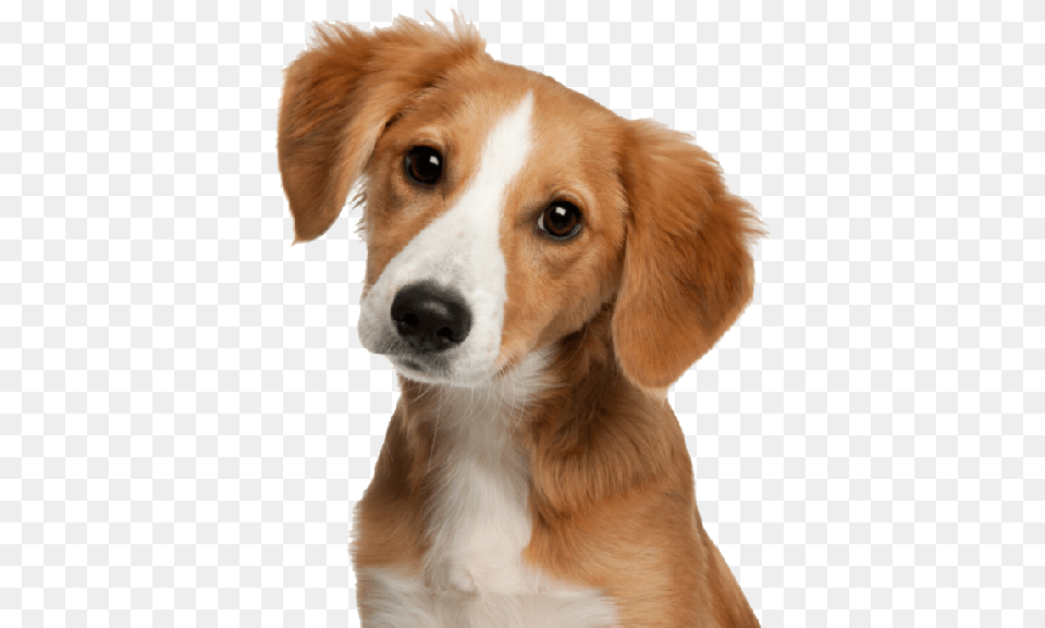 Pets Dog, Animal, Canine, Hound, Mammal Free Png Download
