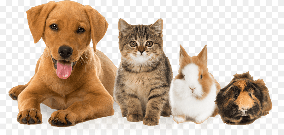 Pets Dog And Cat And Rabbit Cat Dog Guinea Pig, Animal, Canine, Mammal, Pet Png