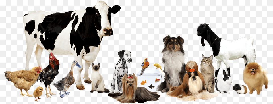 Pets Grooming Ra Farm Animals Photographic Book, Animal, Fowl, Poultry, Chicken Free Transparent Png