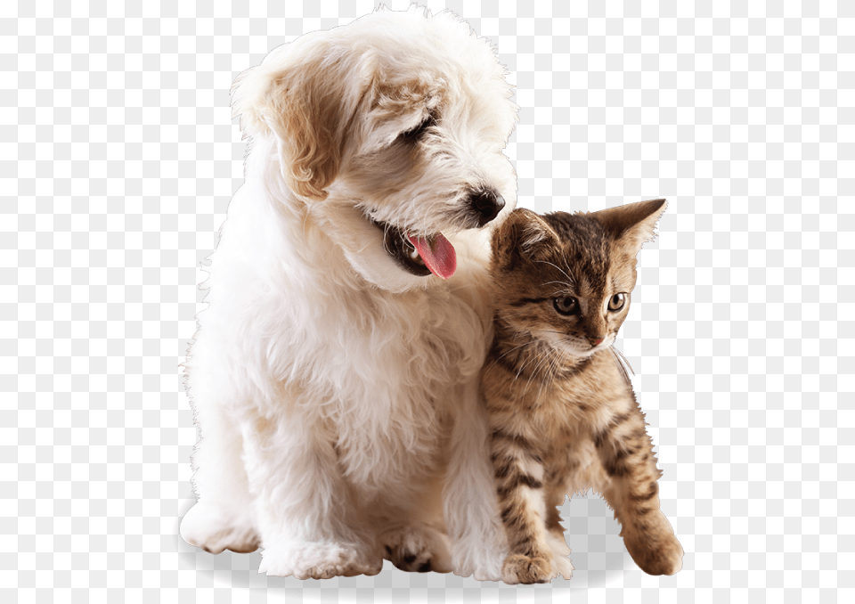 Pets Lover, Animal, Canine, Dog, Mammal Png Image