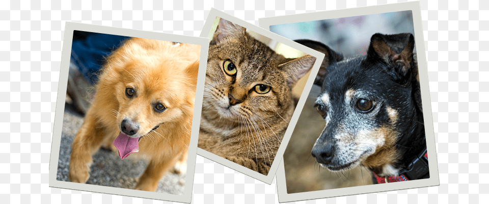 Pets Who Need A Home Australian Stumpy Tail Cattle Dog, Art, Collage, Animal, Canine Png Image