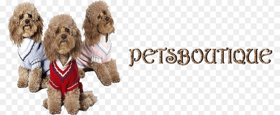 Petsboutique Online Logo Labradoodle, Animal, Canine, Dog, Mammal Png Image