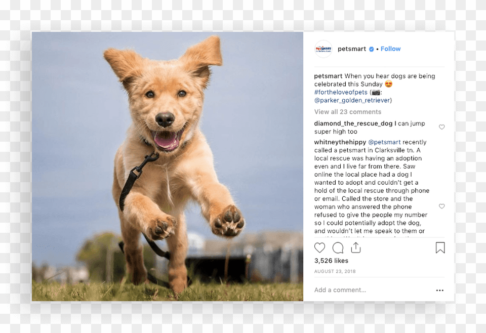 Petsmart Instagram Companion Dog, Animal, Canine, Mammal, Pet Free Png Download