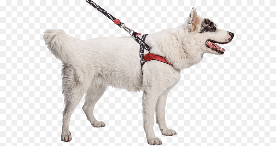 Pettorina Happy Dog, Accessories, Strap, Animal, Canine Free Transparent Png