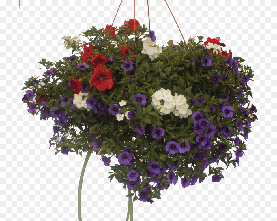 Petunia, Flower, Flower Arrangement, Flower Bouquet, Geranium Free Png