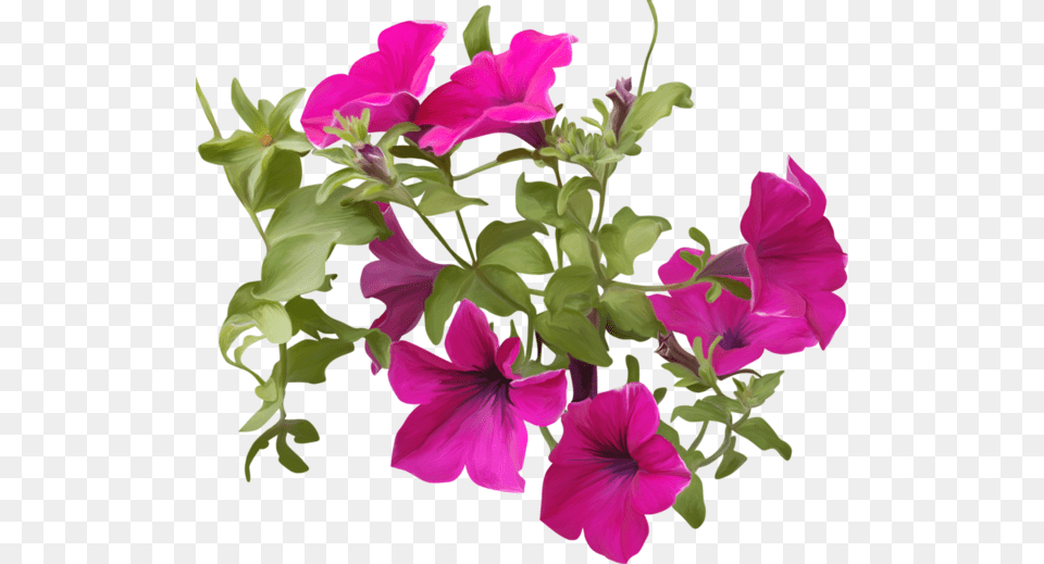 Petunia, Flower, Geranium, Plant, Flower Arrangement Free Png