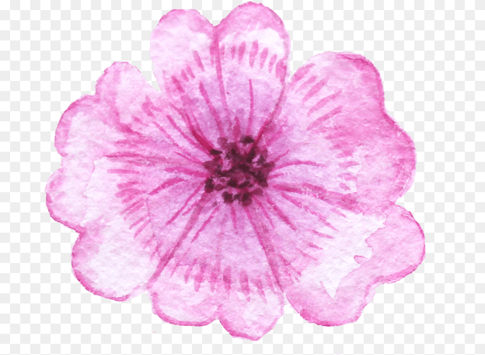 Petunia, Flower, Geranium, Petal, Plant Free Transparent Png