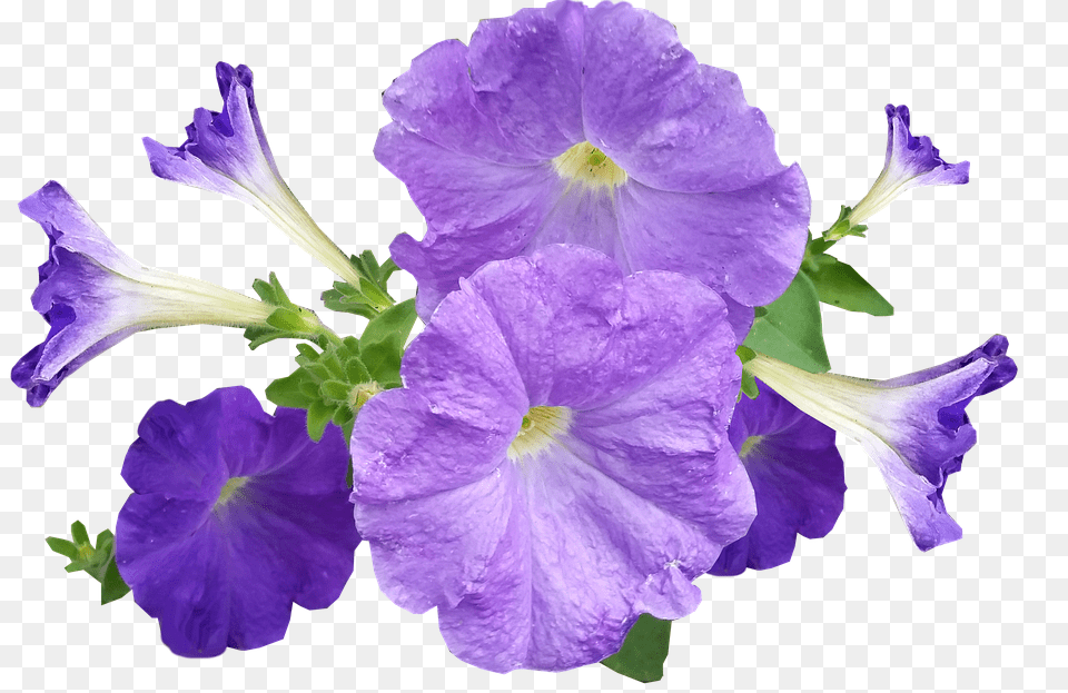 Petunia Flower, Geranium, Plant, Acanthaceae Free Png Download