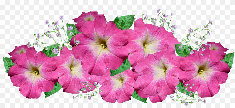 Petunia Flower, Flower Arrangement, Geranium, Plant Free Png Download