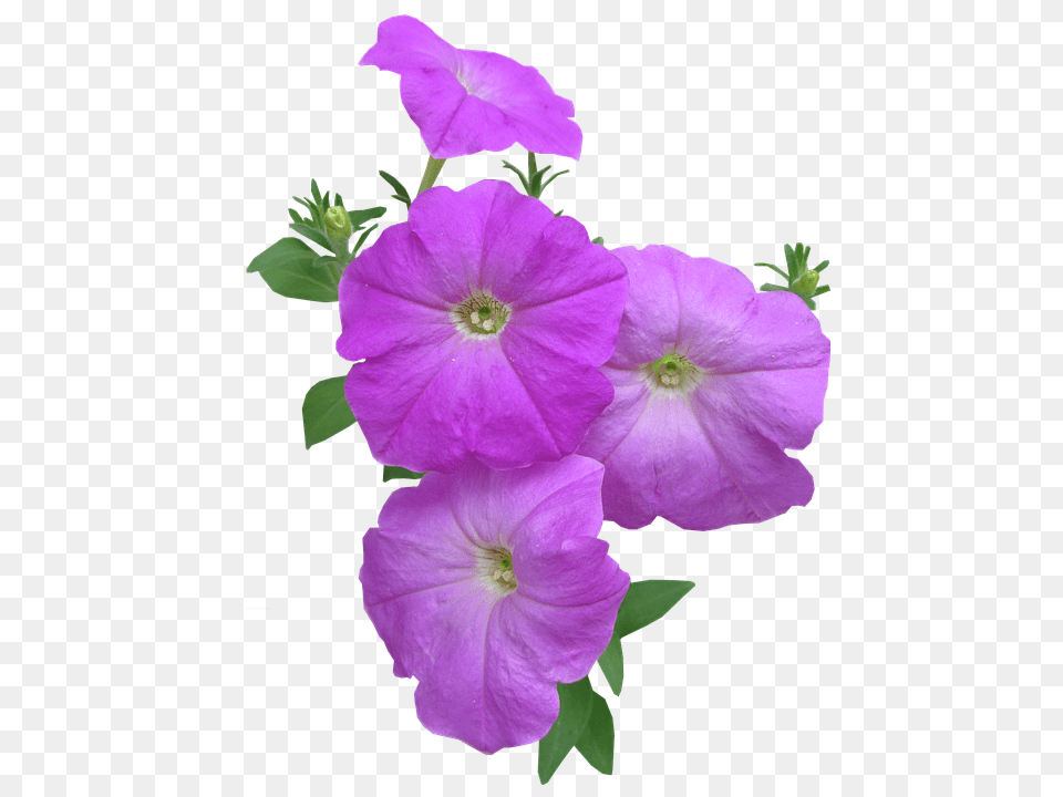 Petunia Flower, Geranium, Plant, Petal Png Image
