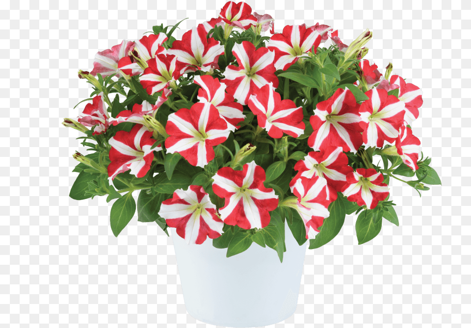 Petunia Amore King Of Hearts, Flower, Flower Arrangement, Flower Bouquet, Geranium Free Png Download