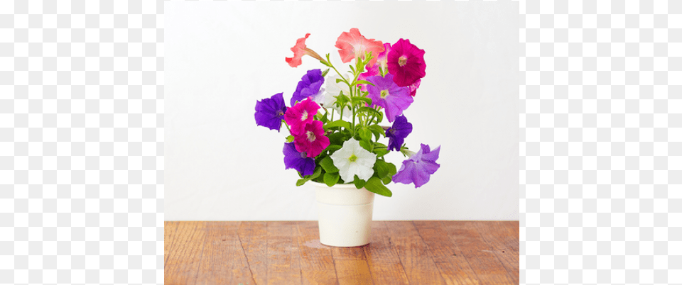 Petunia Click And Grow, Flower, Flower Arrangement, Flower Bouquet, Geranium Png