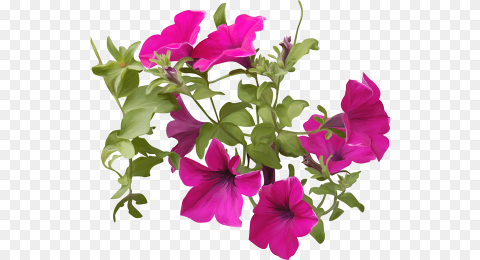 Petunia Clipart Petunia, Flower, Geranium, Plant, Flower Arrangement Free Png Download