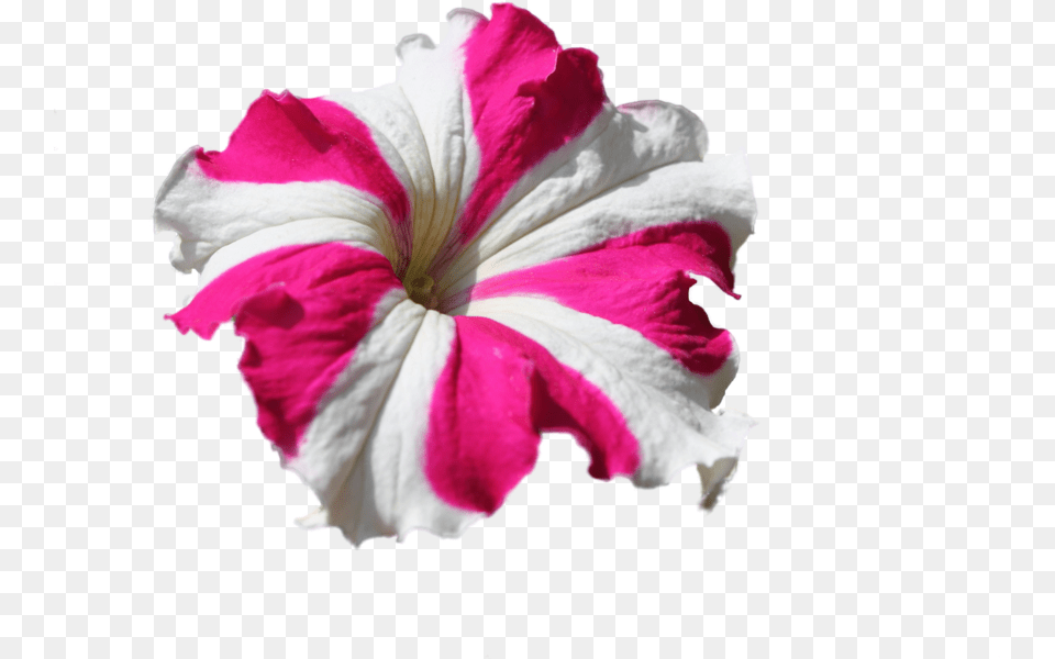 Petunia Flower, Geranium, Petal, Plant, Rose Free Png Download