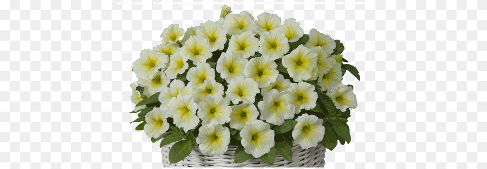 Petunia Lime Yellow Petunia, Flower, Flower Arrangement, Flower Bouquet, Geranium Png Image