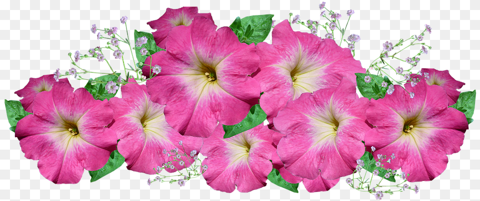Petunia Pink Flower Arrangement Petunia Background, Geranium, Plant, Flower Arrangement, Flower Bouquet Png