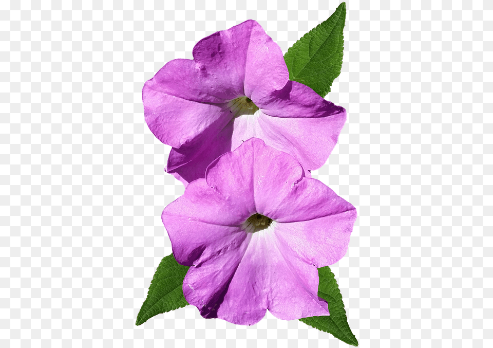 Petunia Pink Flower Cut Photo On Pixabay Petunia, Geranium, Petal, Plant, Purple Free Png