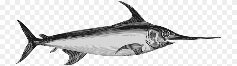 Pez Espada Caricatura Imgenes De Un Pez Espada, Animal, Sea Life, Fish, Swordfish Free Transparent Png