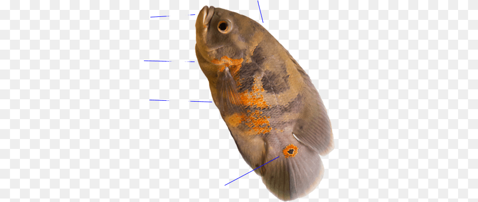 Pez Oscar Oscar, Animal, Fish, Sea Life Png Image