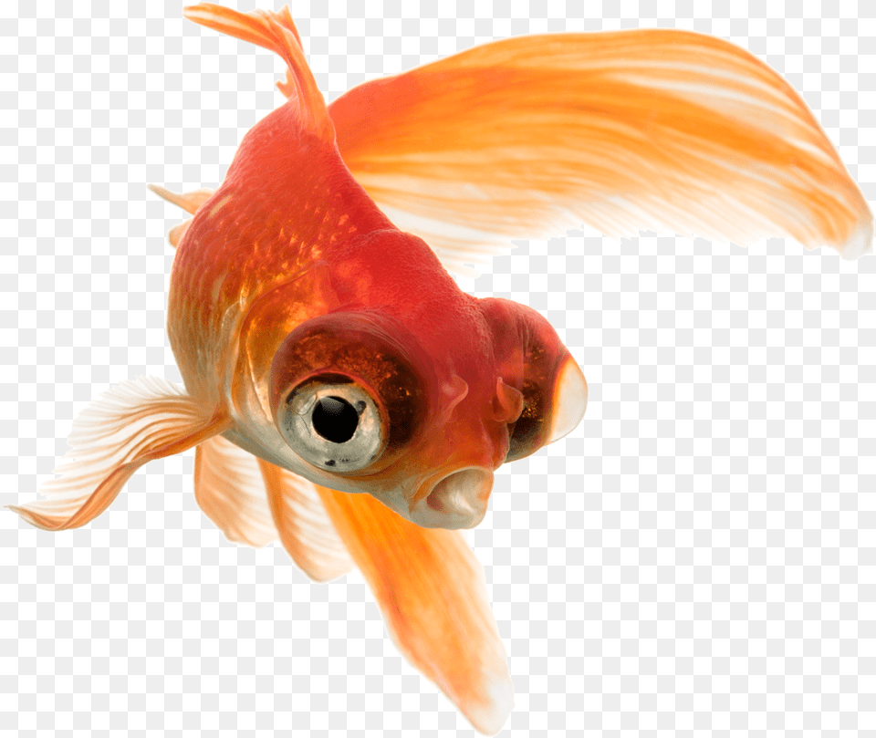 Pez Telescopio Aquatropolis Mallorca Water, Animal, Fish, Sea Life, Goldfish Free Transparent Png