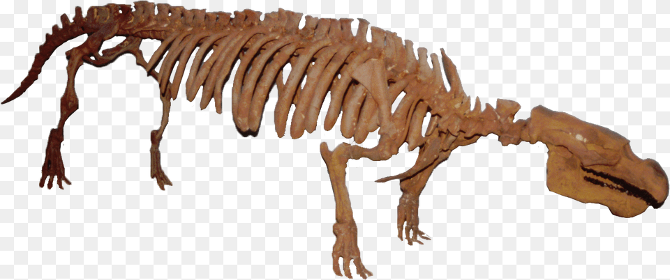 Pezosiren Clean Sea Cow Fossil, Animal, Dinosaur, Reptile Png Image