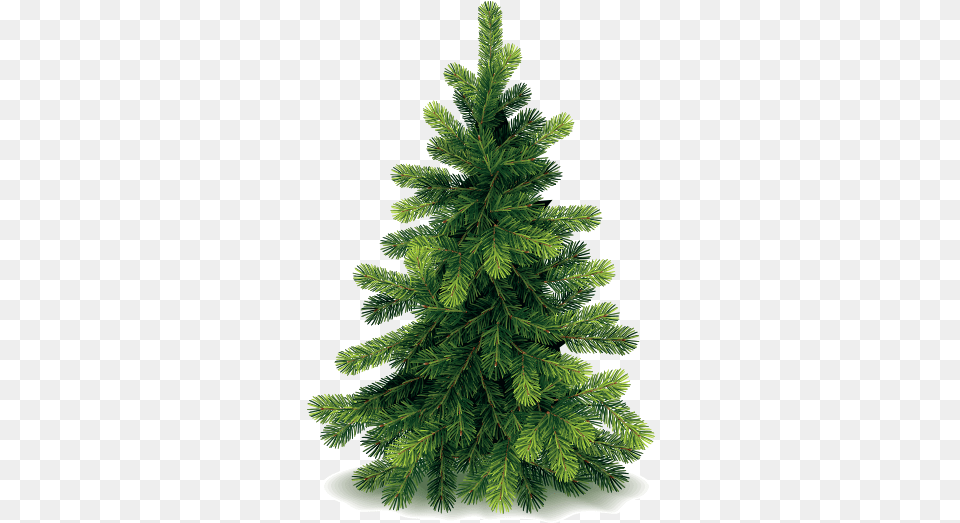 Pf 2016 Ray Service Christmas Tree And Wreath Clipart, Conifer, Fir, Pine, Plant Png Image