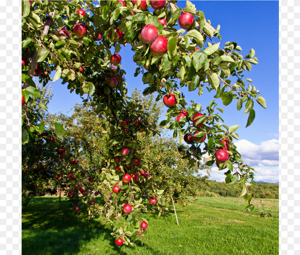 Pfanner Getraenke Apfel Bodensee Streuobstwiese Apfelbaum Apple, Food, Fruit, Plant, Produce Png