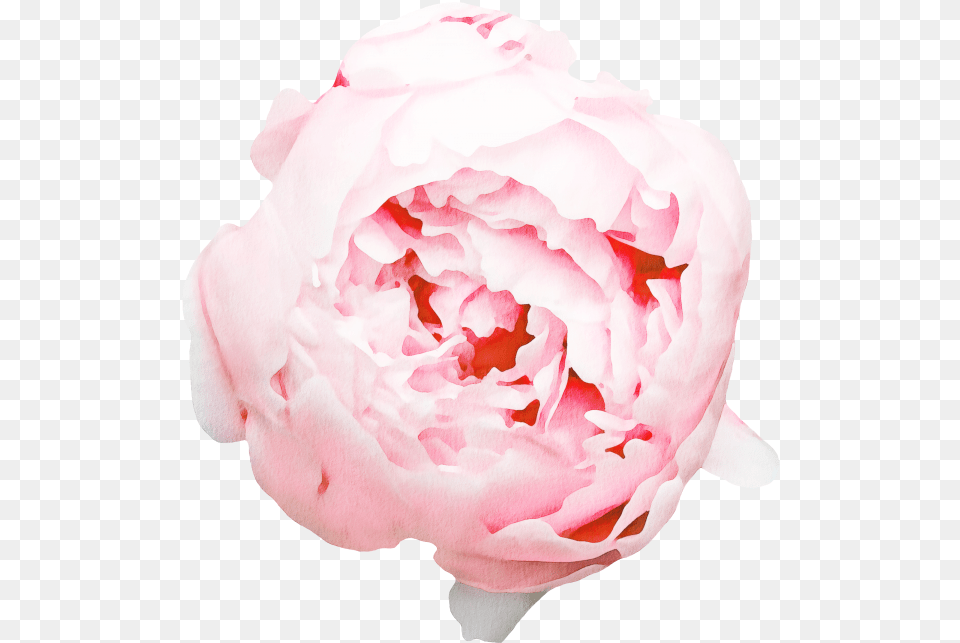 Pfingstrose Gif, Flower, Plant, Rose, Petal Png