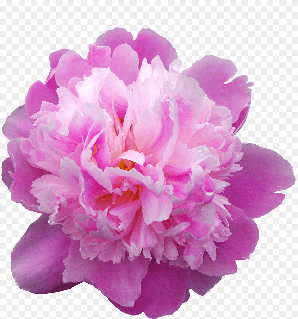 Pfingstrosen, Dahlia, Flower, Plant, Rose Free Png Download