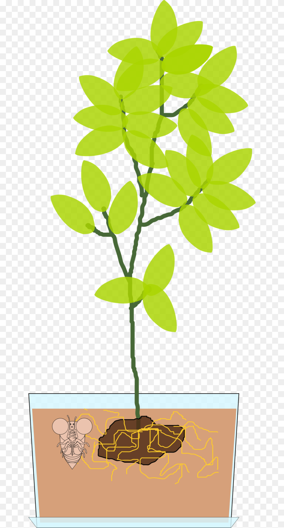 Pflanze Biologie Clipart, Leaf, Plant, Potted Plant, Tree Free Png Download
