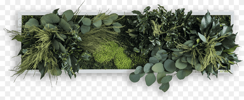 Pflanzenbild, Vegetation, Potted Plant, Plant, Vase Png Image