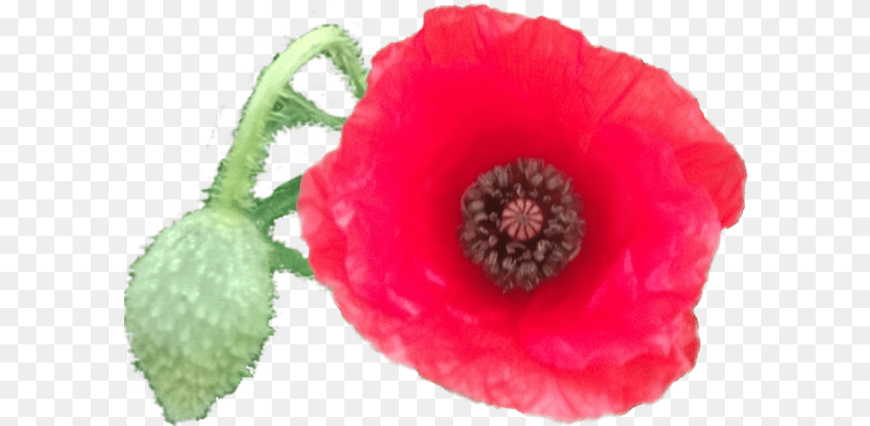 Pgn Pipacsok Flower, Plant, Rose, Poppy Png