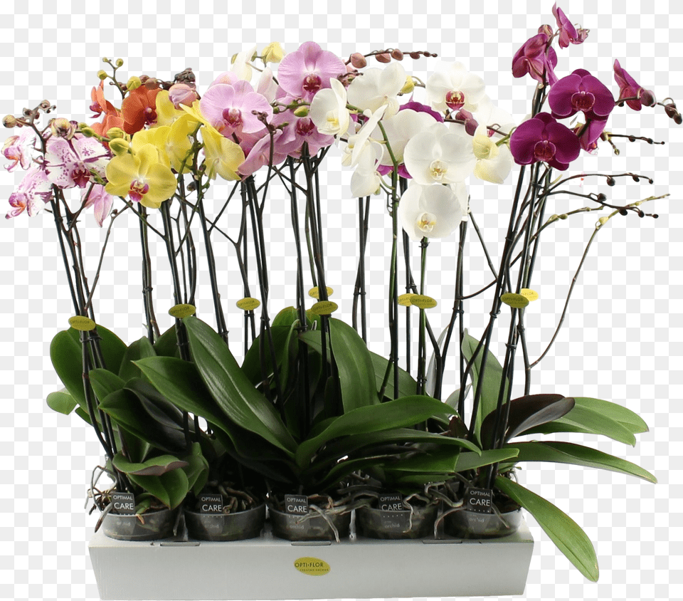 Phalaenopsis 3 Branch Mixed Moth Orchids, Flower, Flower Arrangement, Plant, Ikebana Free Png
