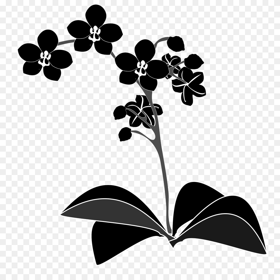 Phalaenopsis Clipart, Art, Floral Design, Flower, Graphics Free Transparent Png