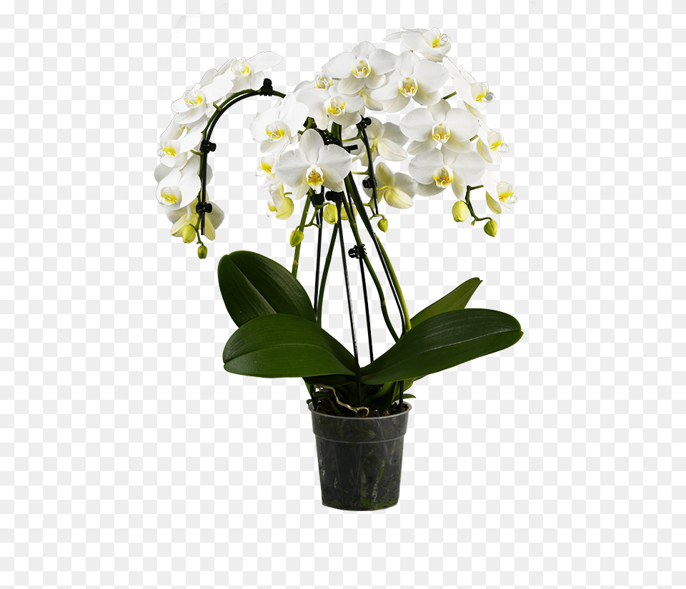 Phalaenopsis Orchid Cascade Pot, Flower, Flower Arrangement, Flower Bouquet, Plant Free Png Download